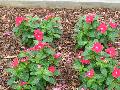 Nirvana Red Periwinkle / Catharanthus roseus 
